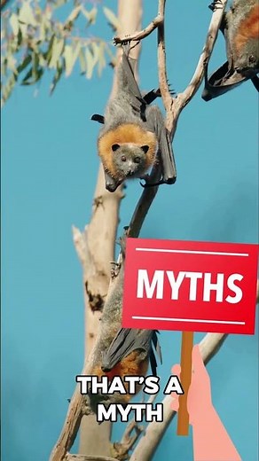 Are Bats Really Blind? 🦇 | Myth vs Facts