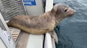 877K views · 124 shares | Our Rescue Team has been busy! Yesterday our Rescue Team returned five California sea lions, one northern elephant seal and three shorebirds after several weeks of rehabilitation at our Animal Health and Rescue Center. So far this year, we’ve rescued a total of 31 sea lions, six elephant seals, three turtles, two harbor seals, one Guadalupe fur seal and 111 birds! | SeaWorld San Diego | Facebook