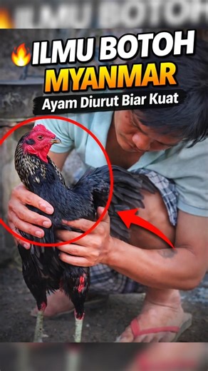Rahasia Ilmu Botoh Myanmar! Cara Urut Ayam Biar Lentur & Tetap Prima#IlmuBotohMyanmar#PerawatanAyam