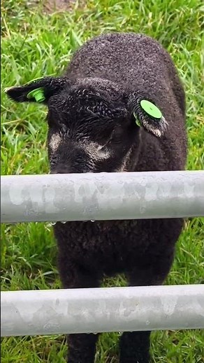 Google Translate: Lamb Language - English #lamb