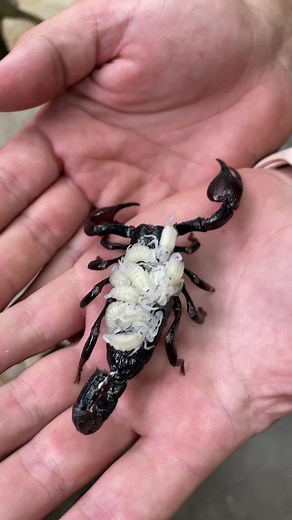 Did you know this is what emperor scorpion babies look like 🦂 #scorpion #animals #babyanimals