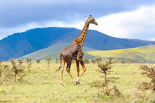 14 Great Giraffe Facts - Fact Animal