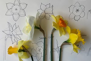 Drawing Daffodils with Graphite | Elizabeth Floyd | Skillshare