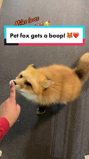 Adorable Red Fox Pet Booping Fun