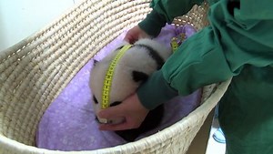 Japon : le bébé panda de Tokyo fête ses deux mois en pleine forme