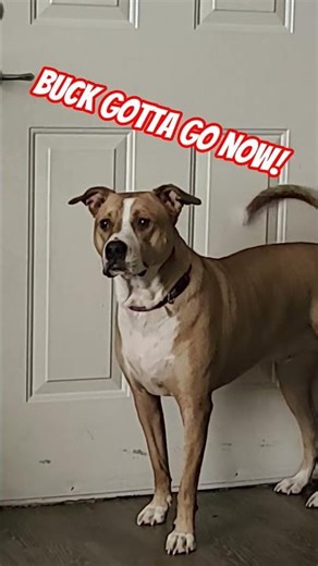 Buck had to poop! #dog #funny #dogshorts #pitbull