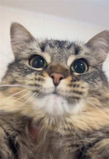 Yapping Cats: Luna's Car Adventures and Funny Moments