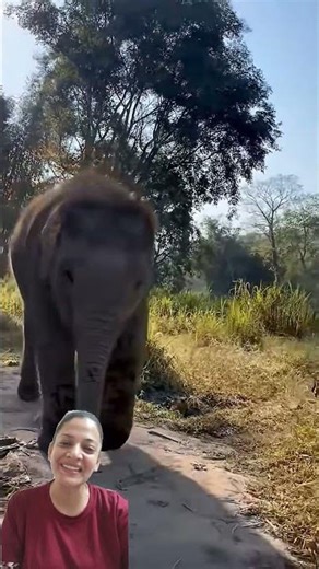 This Baby Elephant Running is the Cutest Thing You'll See All Day! 💖🐘#cutebaby #babyelephant #cute