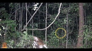 1.9M views · 14K reactions | แสงสะท้อนจากดวงตาคู่นั้น มันคือตัว? "เค้าว่า ถ้า ตาเขียว กินพืช" "เค้าว่า ถ้าเป็นเสือ ต้องตาแดง นะ" ...... "คลิปนี้ ตาขาว น่าจะพวก ขี้ขลาด กระมัง" #ชวนคิด | Thailand Tiger Project DNP | Facebook