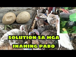 SOLUTION SA PROBLEMA NG MGA INAHING PABO SA NATURAL NA PARAAN