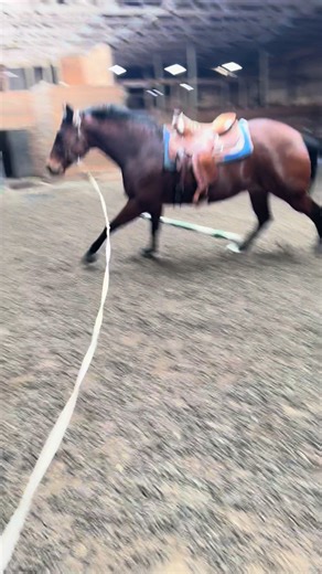 Every Gelding's Thoughts on Thunderstorms