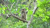 The spot-bellied eagle-owl , also known as the forest eagle-owl