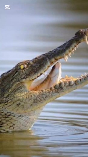 Crocodile Uses This Trick #viralvideo #viralreels #foryou #fyp #fbreels | Daily Unmasked