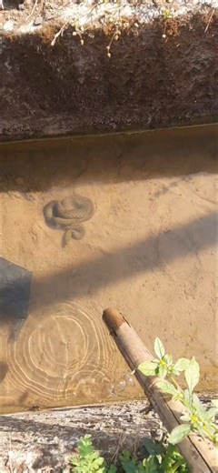 Snake speed #animals #snake #nature