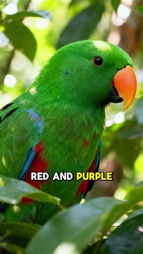 Eclectus Parrot: The Parrot of Two Colours 🦜✨