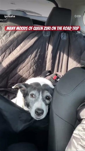 Many moods of Queen Zuri on the road trip