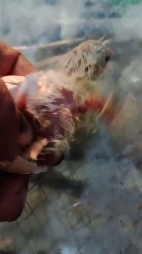 Stuck baby chicken hatching