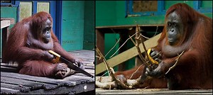 Incredible footage shows orangutan using SAW to cut tree branches
