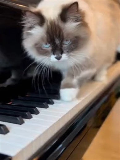 A cat unintentionally becomes the star of a thriller movie: as he casually walks across the piano keys, he composes a dramatic, tense soundtrack—like the villain's grand entrance theme! 😺🎹 The result is hilariously epic and surprisingly cinematic. #Cat #CatOnPiano #PianoCat #CatPlayingPiano #FunnyCat #CatVideo #EpicMoment #ThrillerSoundtrack #AnimalHumor #PetVideo #ViralCat