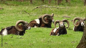 mouflon and sheep in the wild