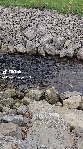Steelhead in Trout Run at Avonia Beach, Erie Pa. Oct 17th 2025. #Steelhead #Fishing #trending #troutrun #fishtok