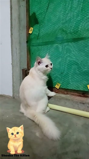 Kitten Climbs Window Screen