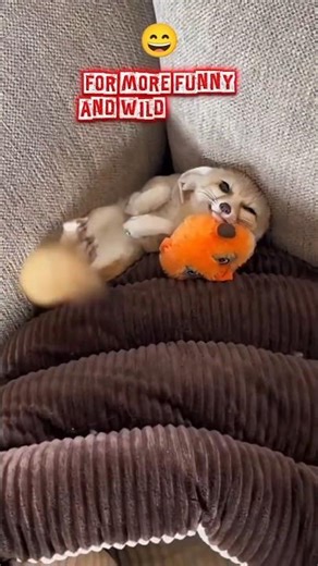 The World’s Most Chaotic Fox 😂 | Funny Animal Shorts