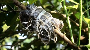 Here's my way to air layering citrus tree | Grafting Examples