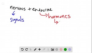 SOLVED:What are three general functions of the endocrine system? Provide an example of each.
