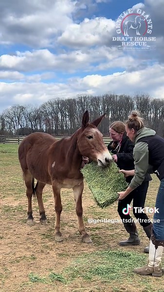 Helping a Rescue Mule Named Nell Overcome Fear