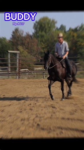 Check him out tomorrow Mt Hope Auction #637 Call 330-465-8340 FMI | WayMaker Equine Media | Facebook