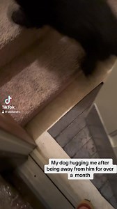 14K views · 709 reactions | Look who greeted me at the door last night when I got to Michigan. Max had been at my parent’s house while I moved from Cleveland to Houston. This is the longest I’ve been away from him. 凉 Follow me on TikTok by the way (@DDillardTV). I gave in and finally made an account today and I’m still learning how to use it lol. | DaLaun Dillard TV | Facebook