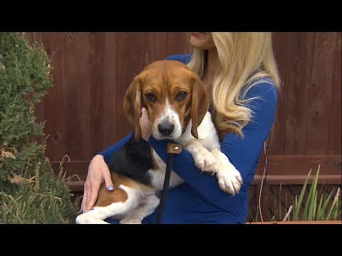 Rescued Beagles now available for adoption at the Helen Woodward Animal Center