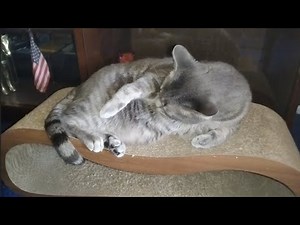 Frisky Cleans and Grooms Himself