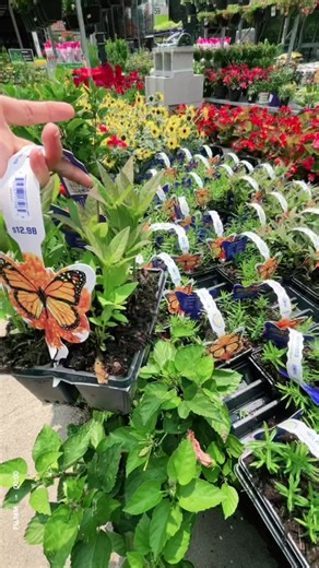 Help Monarch Butterflies with Milkweed Plants