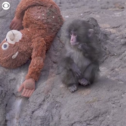 MONKEYING AROUND: Punch the baby Japanese macaque was seen dragging around and playing with a stuffed orangutan in his enclosure in a zoo in Japan on Thursday (2/19). The baby was abandoned by his mother, so zookeepers found the toy for the baby to cling on to in order for him to build muscle strength and for a sense of security. Punch has become a viral sensation, drawing crowds to the zoo to watch as integrates back into the troop with his stuffed companion by his side. | CBS New York