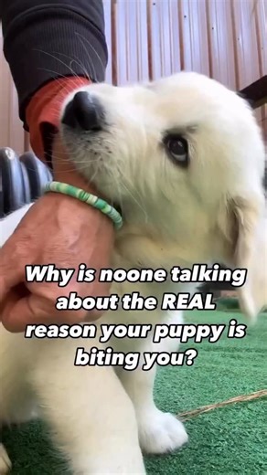 Kim Paciotti Puppy Training Specialist CPDT-KA on Instagram: "👉At 8-12 weeks old, your puppy’s brain literally cannot control the impulse to bite. ✅Their prefrontal cortex, the part responsible for impulse control isn’t fully developed yet. ➡️When they see movement, feel excitement, or get stimulated, their brain says “BITE” and they have ZERO ability to override it. ✅This is developmental, not behavioral. You can’t train it away like you teach sit or stay. Puppy biting at this age is like brea