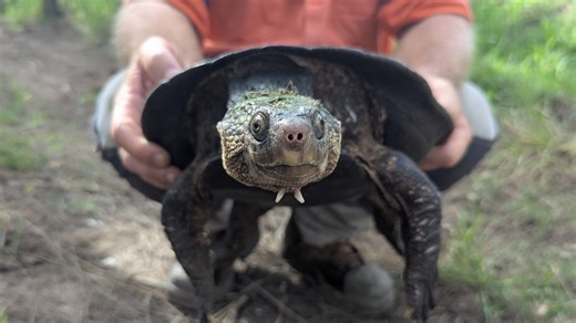 Nests of endangered 'bum-breathing' white-throated snapping turtles found in new Baffle Creek habitat