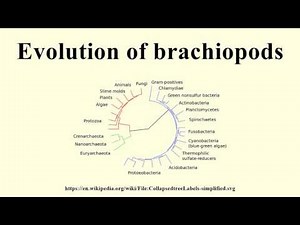 Evolution of brachiopods