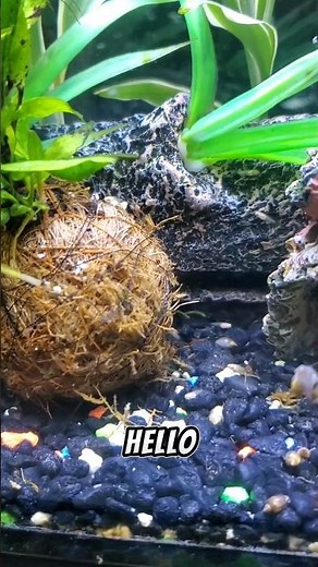 Did You Know Baby Rossie Red Minnows Do this? #aquarium #Minnows #fishroom #communitytank