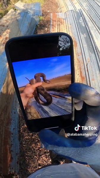 Exploring a Massive Water Snake in Alabama