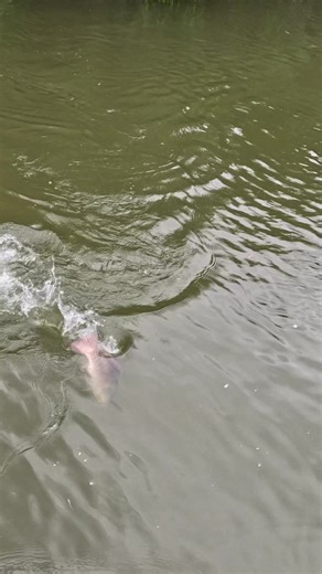 Expert Tips for Catching Mangrove Jack Fish