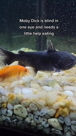 fishinwithtony on TikTok