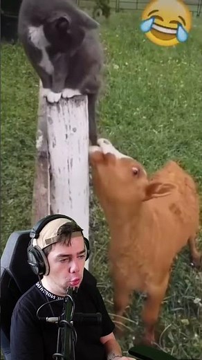 Une vache et un chat... C'est tout 🐮🐱