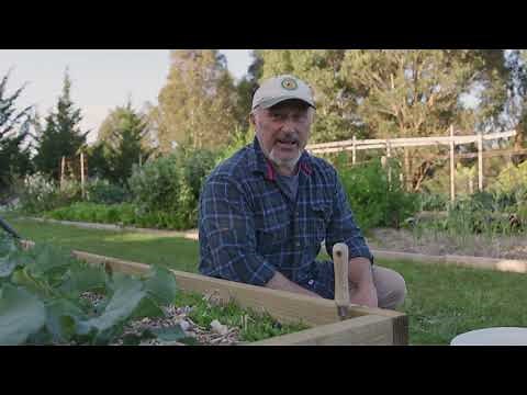 How to stop snails the natural way in your garden