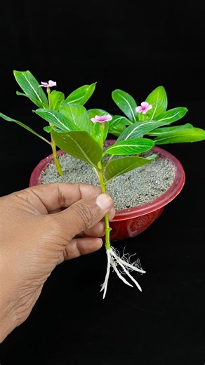 Growing periwinkle flower plant at home | Easy gardening tips that work