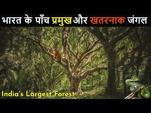 भारत के 5 सबसे बड़े और खतरनाक जंगल | India's Largest Forest | India's Wild Life | In Hindi