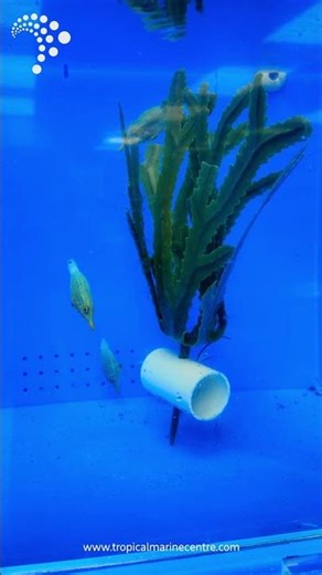 Do you prefer peaceful community fish or bold show-stoppers in your reef tank?