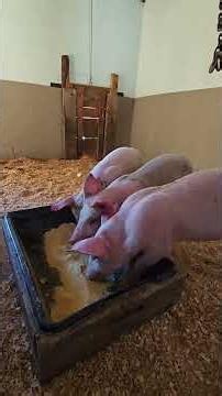 The PIGGIES Need Names! #WhittAcres #enjoynaturetoday #homesteadinglife