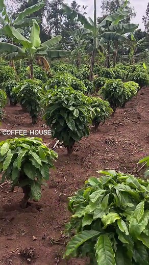 Explore Mother Garden: A Beautiful Coffee House Experience